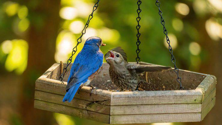 Parásitos De Aves Que Son Todos Los Riesgos Y Posibles Remedios Vida Con Mascotas ️ 5195