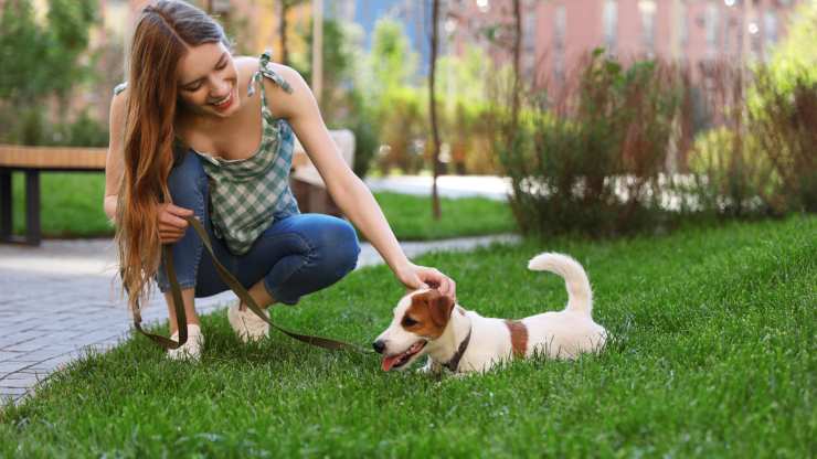 pasear al perro en verano