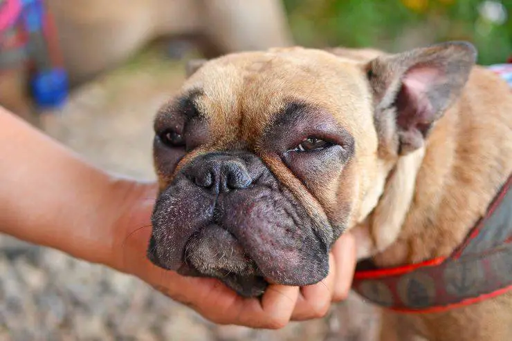 perro enfermo