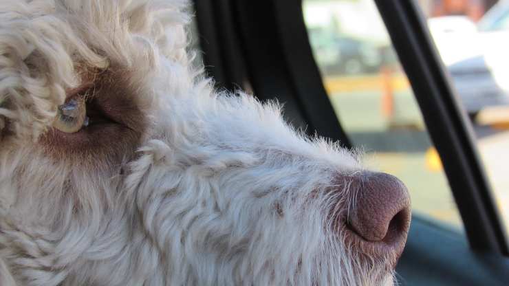 Perro dejado solo (Foto Pixabay)