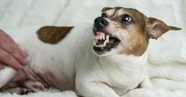 Perro agresivo después de la castración: causas y soluciones