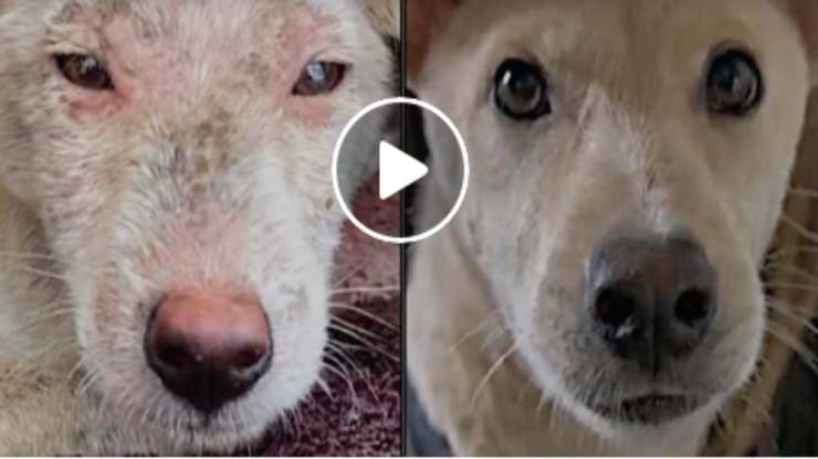 Cordero el perro (Foto video)