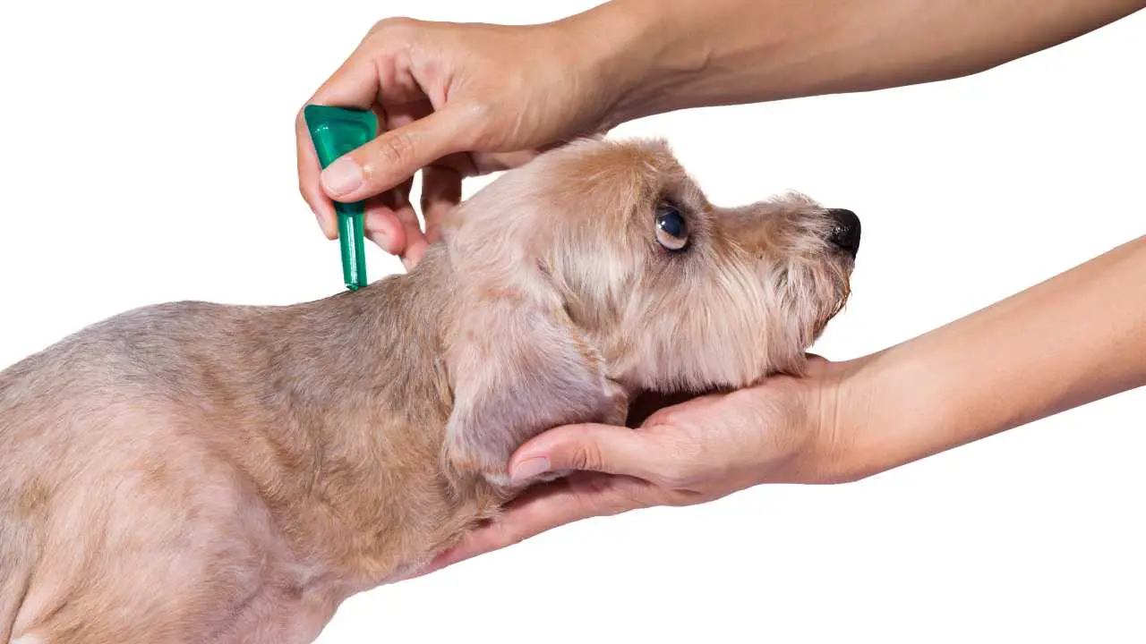 Plaguicida para perros Plaguicidas naturales para perros