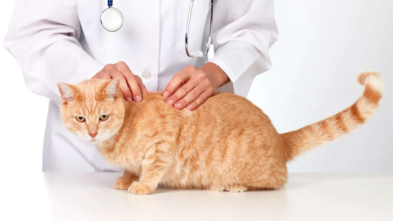 Veterinario visita un gato rojo Poliquistosis hepática en gatos