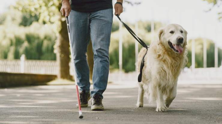 perro guía y dueño por qué no mascota perro guía