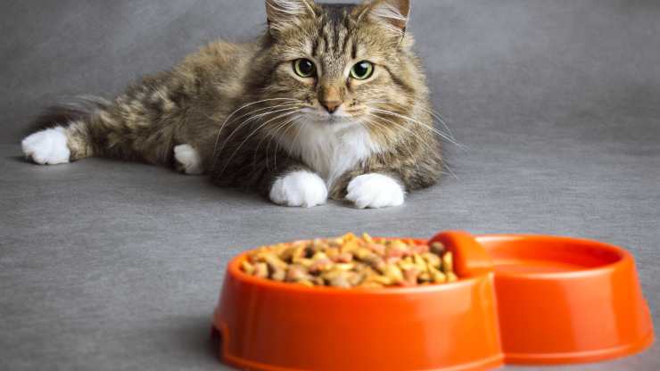 mantén el cuenco para gatos separado Mantenga el agua y la comida para gatos separados
