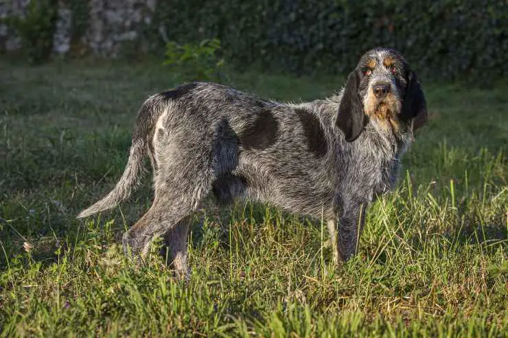 Con quien se lleva el Bleu de Gascogne Griffon Bleu de Gascogne