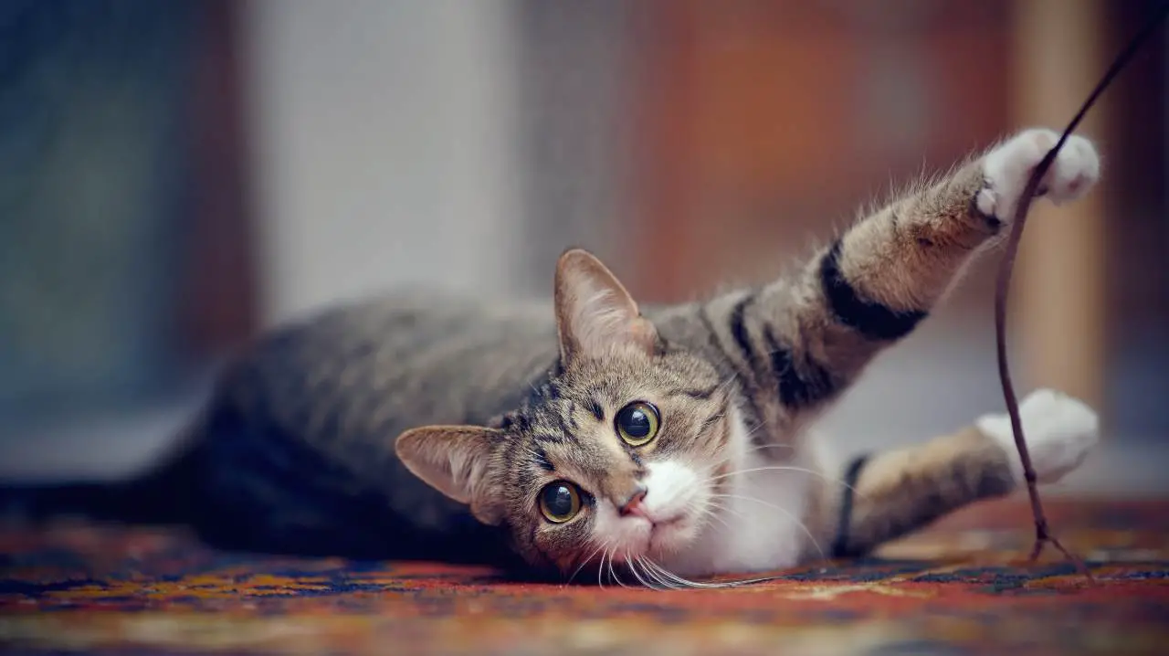 Gato acostado jugando con un hilo Registro felino de Trentino Alto Adige