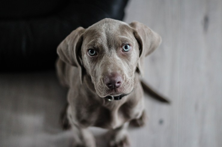 Regresa con el perro Regresa con el perro