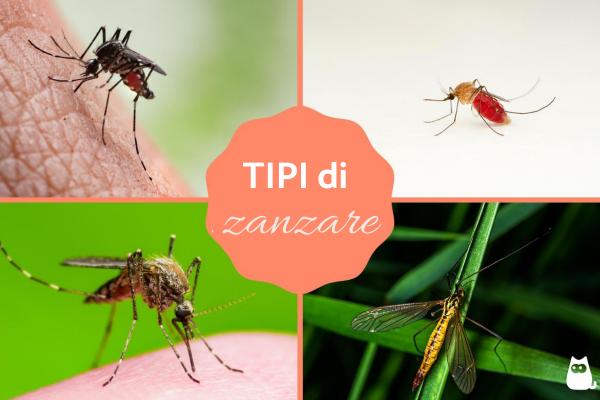 Tipos de mosquitos