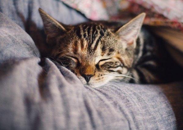 Vacuna trivalente para gatos
