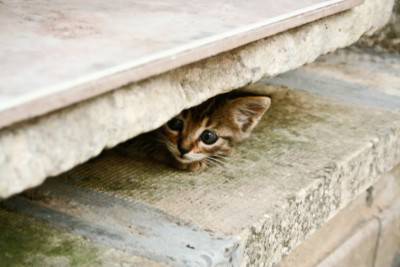 miedo a los gatos
