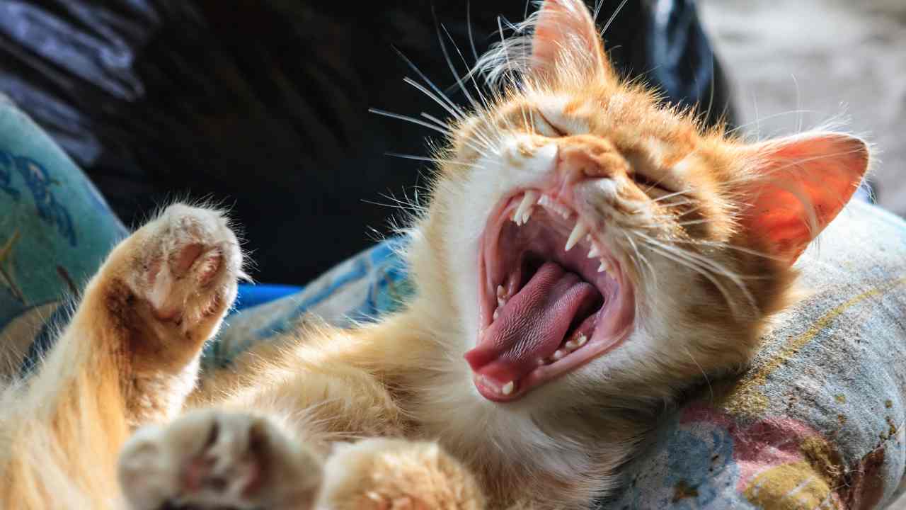 Gatito con la boca abierta Cuantos dientes tienen los gatos