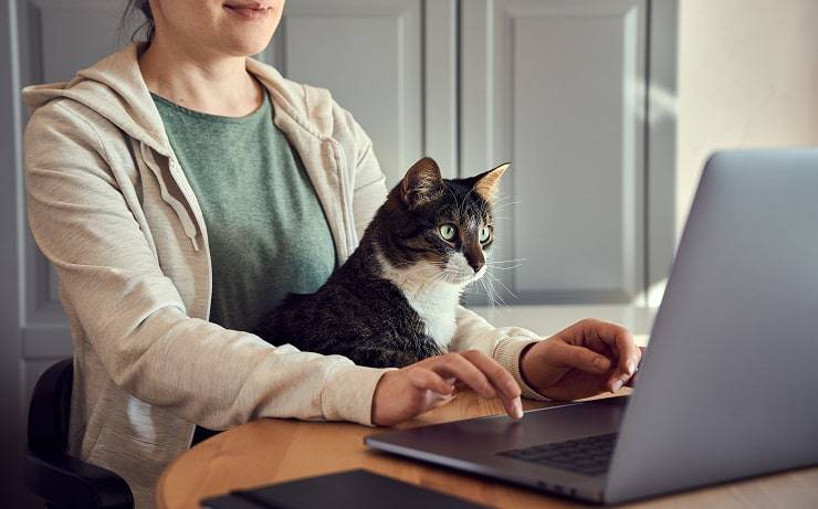 gatto en el trabajo inteligente