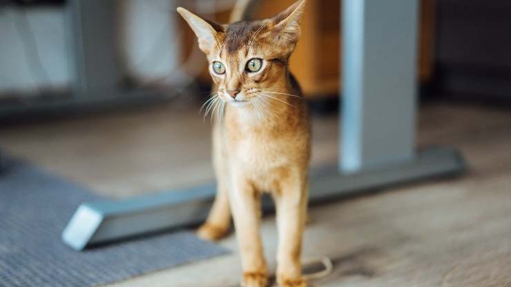 por qué los gatos pierden peso en verano