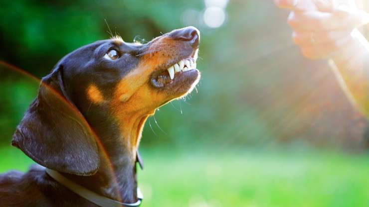 los perros pequeños son agresivos