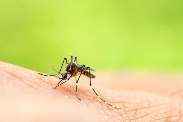 ¿Qué comen los mosquitos?