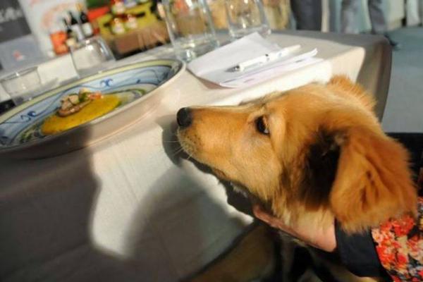 ¿Se puede dar polenta a los perros?
