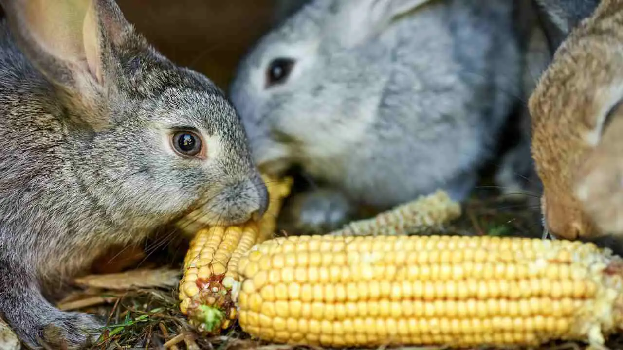 Puede el conejo comer maíz? Pros y contras de esta comida - Vida con  Mascotas ▷➡️