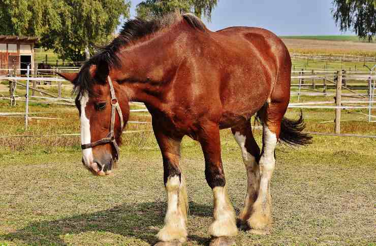 El caballo y la azoturia
