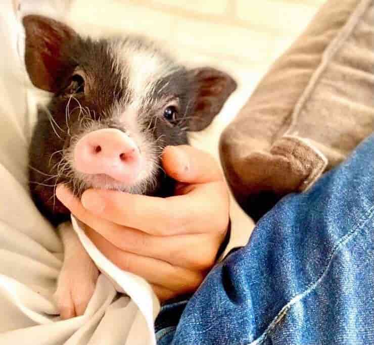 Cerdo en un café de animales (pantalla de Instagram)