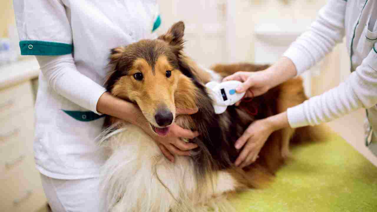 Registro canino de Lombardía
