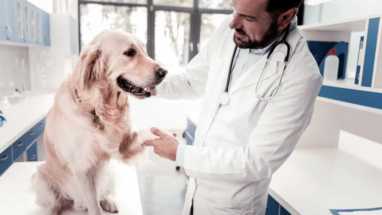 Registro canino de Umbría