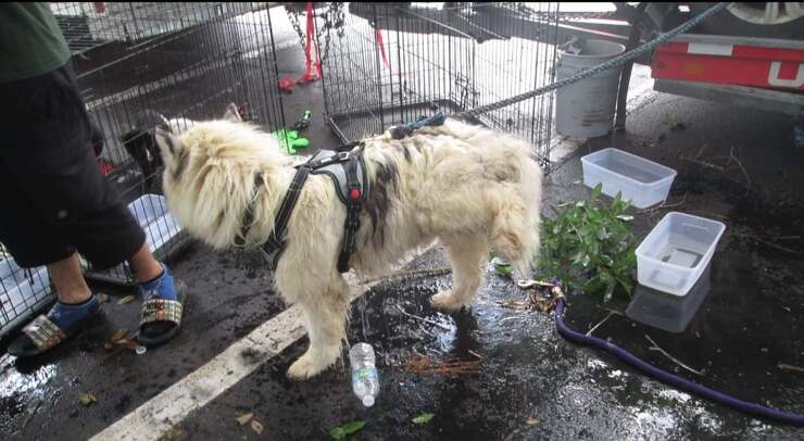 Uno de los cachorros encontrado dentro de la camioneta hambriento y deshidratado (Foto Facebook)