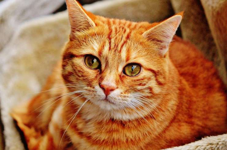 Gatito naranja (Foto Pixabay)