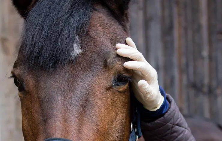 ojo de caballo