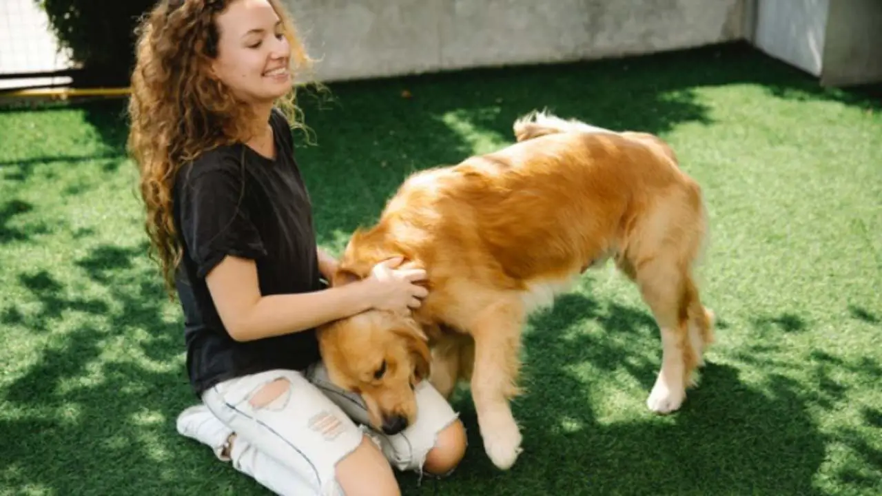 Cuidar El Pelaje De Su Perro En Verano Esto Es Lo Que Debe Tener En Cuenta Vida Con Mascotas ️ 5657