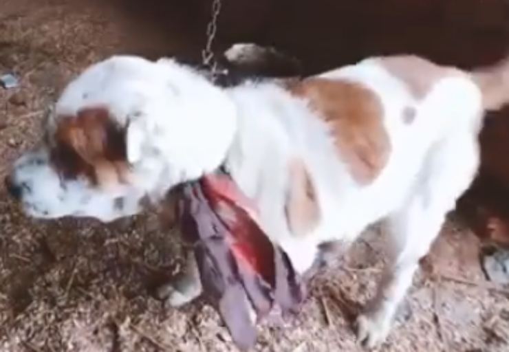 perro atado a la cadena (Foto video)