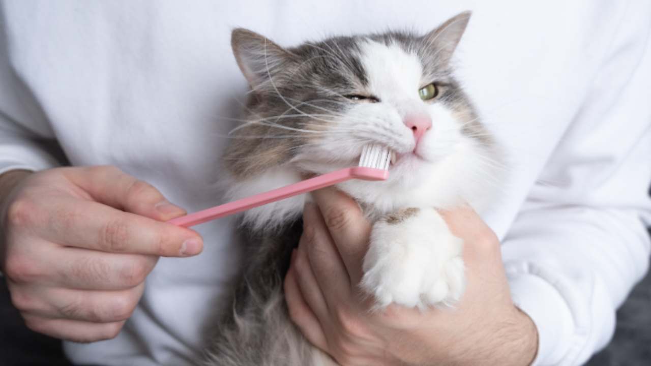 Cómo Acostumbrar A Tu Gato A Que Le Cepillen Los Dientes: Los Pasos ...