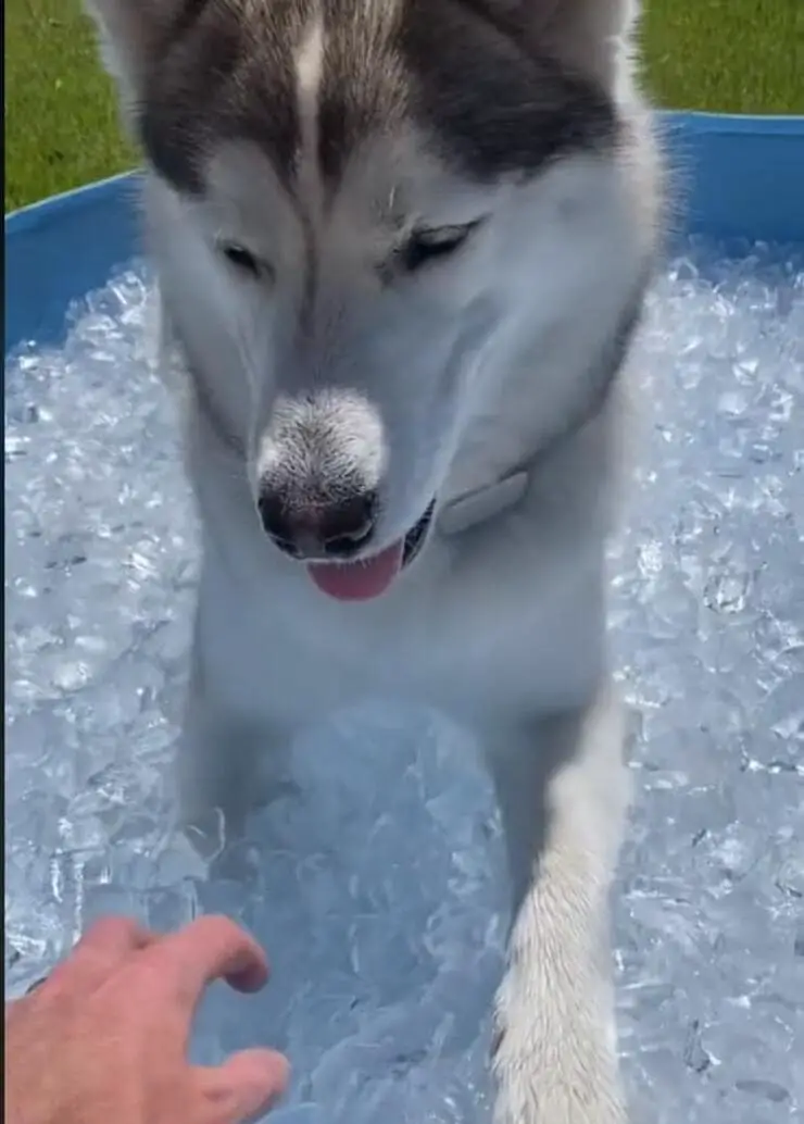 el perro en el hielo (video en pantalla)