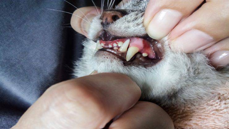 El gato rechina los dientes