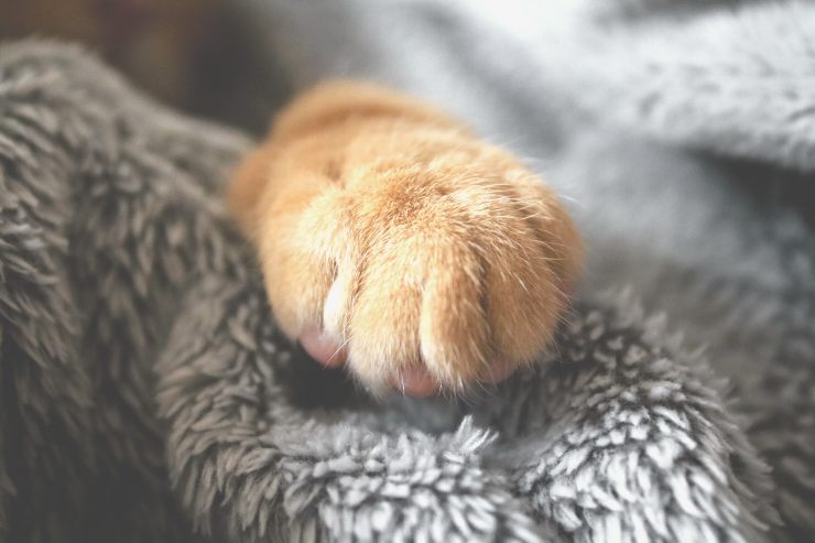 Hiperqueratosis felina
