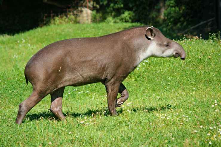 Tapir