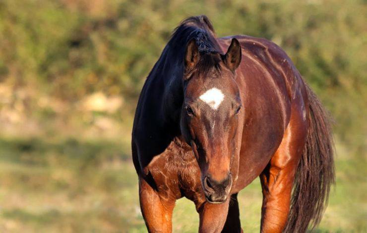 El caballo se saca