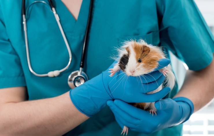conejillo de indias y veterinario