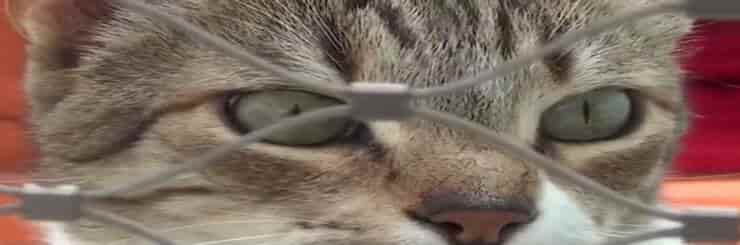 Gatito invitado de la perrera en Alemania (Pantalla de video de Youtube)