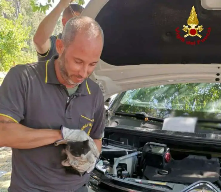 niña gato atrapado coche