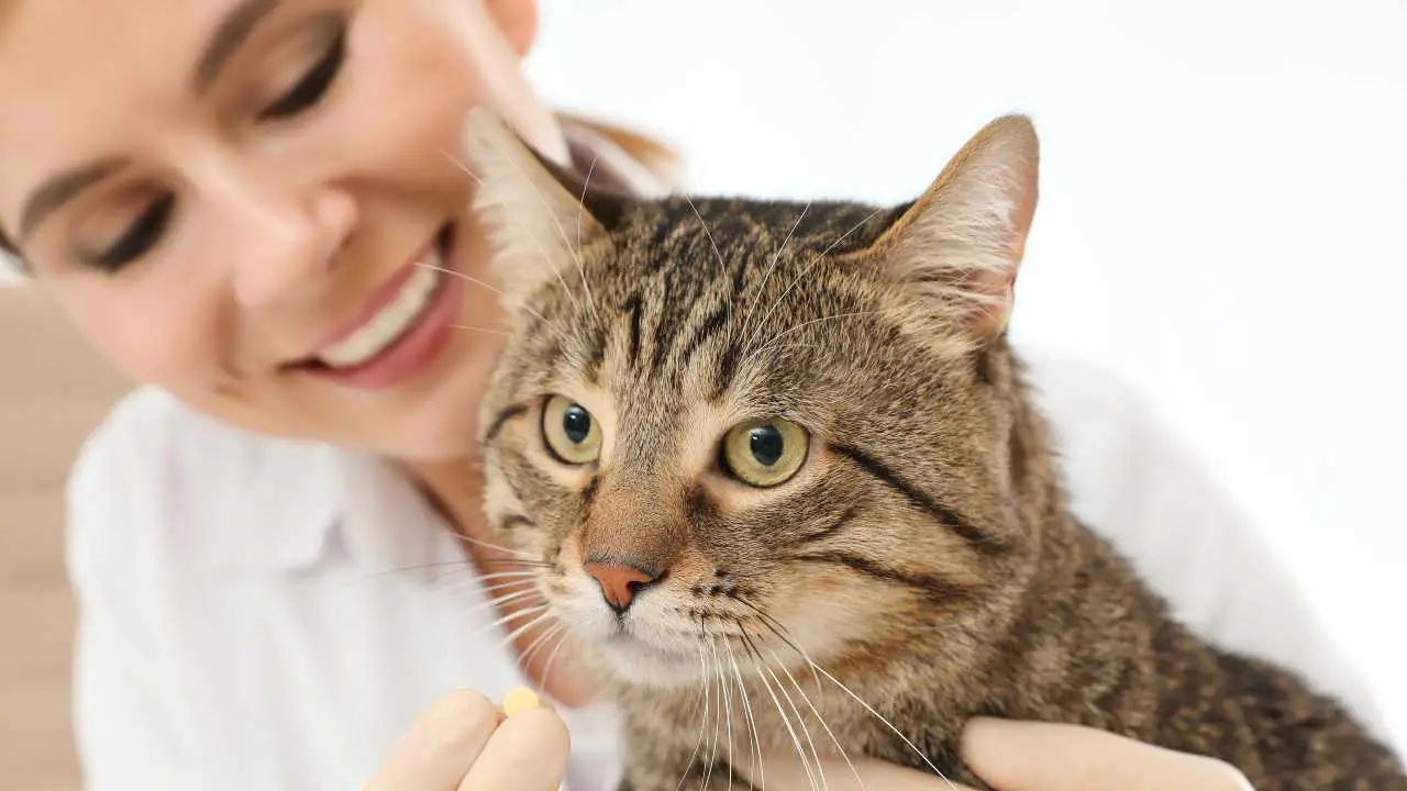 Registro Felino Umbria