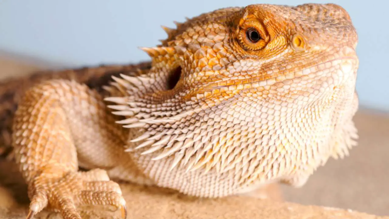 Cómo llevar un dragón barbudo: los pasos más importantes - Vida con