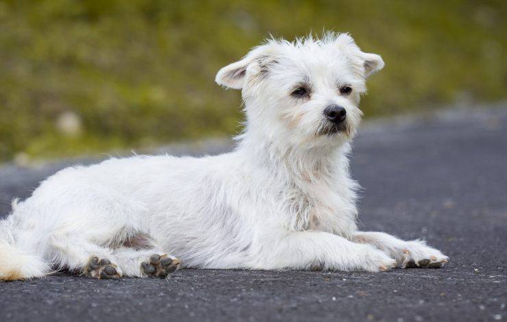 Infección de cara de perro abandonado