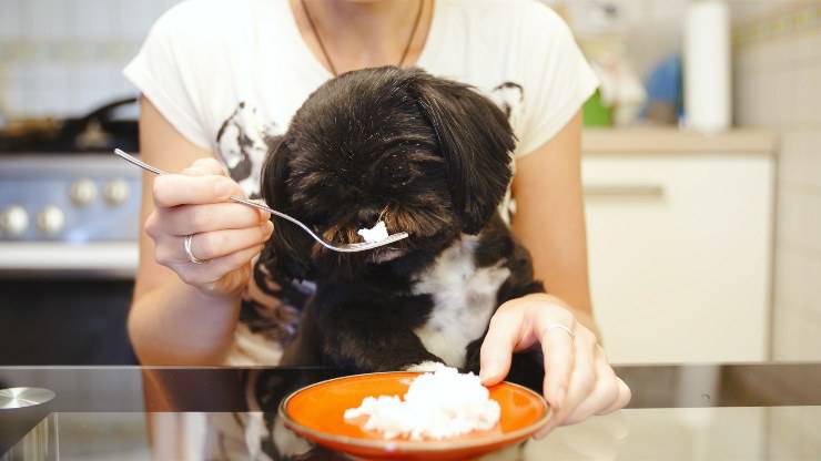 Perro come arroz