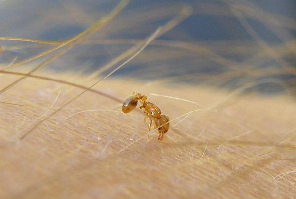 Los 10 insectos más pequeños del mundo - Scydosella musawasensis