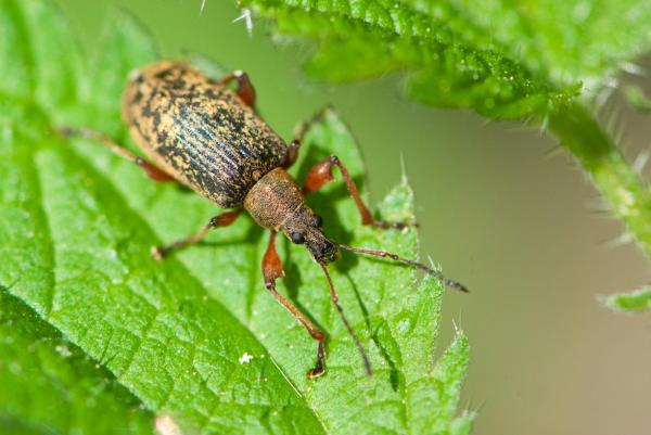 Los 10 insectos más pequeños del mundo - gorgojos