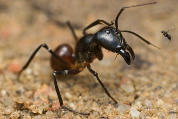 Los 10 insectos más pequeños del mundo - Euryplatea nanaknihali