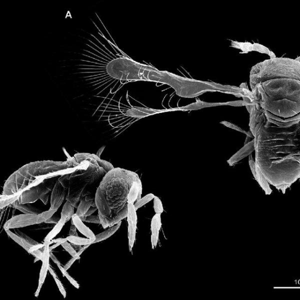 Los 10 insectos más pequeños del mundo - Megaphragma caribea