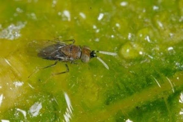 Los 10 insectos más pequeños del mundo - Dicopomorpha echmepterygis